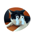 CAT RUU6（個別スタンプ：8）
