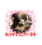 チワワのこなつ＆なぎ（個別スタンプ：4）