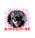 チワワのこなつ＆なぎ（個別スタンプ：10）