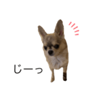 チワワフレンド（個別スタンプ：6）