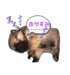 陸くん＆空くん一家と友達3（個別スタンプ：3）