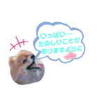 陸くん＆空くん一家と友達3（個別スタンプ：5）