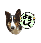 陸くん＆空くん一家と友達3（個別スタンプ：18）