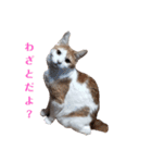 家の猫ズ@2021秋（個別スタンプ：1）