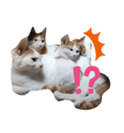 家の猫ズ@2021秋（個別スタンプ：2）