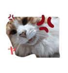 家の猫ズ@2021秋（個別スタンプ：6）