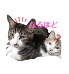 家の猫ズ@2021秋（個別スタンプ：7）