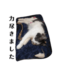 家の猫ズ@2021秋（個別スタンプ：8）