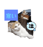 家の猫ズ@2021秋（個別スタンプ：9）