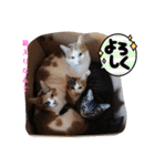 家の猫ズ@2021秋（個別スタンプ：11）