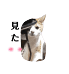 家の猫ズ@2021秋（個別スタンプ：13）
