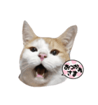 家の猫ズ@2021秋（個別スタンプ：14）