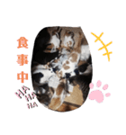 家の猫ズ@2021秋（個別スタンプ：15）