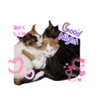 家の猫ズ@2021秋（個別スタンプ：16）