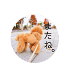 来音の看板犬・ひなののスタンプ②（個別スタンプ：1）