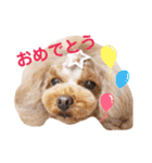来音の看板犬・ひなののスタンプ②（個別スタンプ：2）