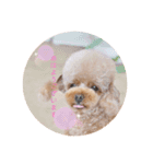 来音の看板犬・ひなののスタンプ②（個別スタンプ：4）
