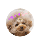 来音の看板犬・ひなののスタンプ②（個別スタンプ：5）