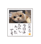 モモノスケです④（個別スタンプ：11）