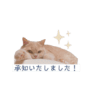 わたくんのスタンプやさん2（個別スタンプ：1）
