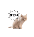 わたくんのスタンプやさん2（個別スタンプ：2）