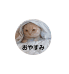 わたくんのスタンプやさん2（個別スタンプ：30）