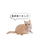 わたくんのスタンプやさん2（個別スタンプ：34）