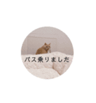 わたくんのスタンプやさん2（個別スタンプ：36）