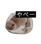 わたくんのスタンプやさん2（個別スタンプ：37）