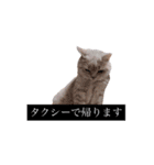 わたくんのスタンプやさん2（個別スタンプ：39）