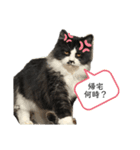 冷めた夫婦でも使える日常スタンプ（個別スタンプ：1）