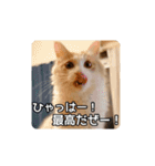 風太の日常スタンプ2（個別スタンプ：11）