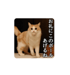 風太の日常スタンプ2（個別スタンプ：15）