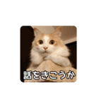 風太の日常スタンプ2（個別スタンプ：19）