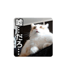 風太の日常スタンプ2（個別スタンプ：24）