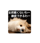 風太の日常スタンプ2（個別スタンプ：29）