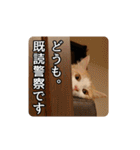 風太の日常スタンプ2（個別スタンプ：31）