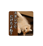 風太の日常スタンプ2（個別スタンプ：32）