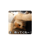 風太の日常スタンプ2（個別スタンプ：39）