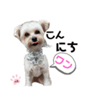 ぺろ_②（個別スタンプ：2）
