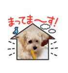 ぺろ_②（個別スタンプ：5）