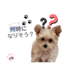 ぺろ_②（個別スタンプ：6）