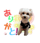 ぺろ_②（個別スタンプ：9）