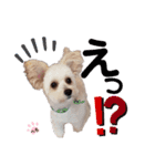 ぺろ_②（個別スタンプ：12）