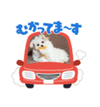 ぺろ_②（個別スタンプ：13）