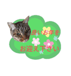 てばさんのスタンプ2（個別スタンプ：4）