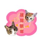てばさんのスタンプ2（個別スタンプ：6）