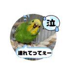 ゆきちゃん宅スタンプ9（個別スタンプ：17）