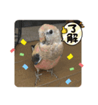 ゆきちゃん宅スタンプ5（個別スタンプ：4）