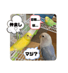 ゆきちゃん宅スタンプ5（個別スタンプ：19）